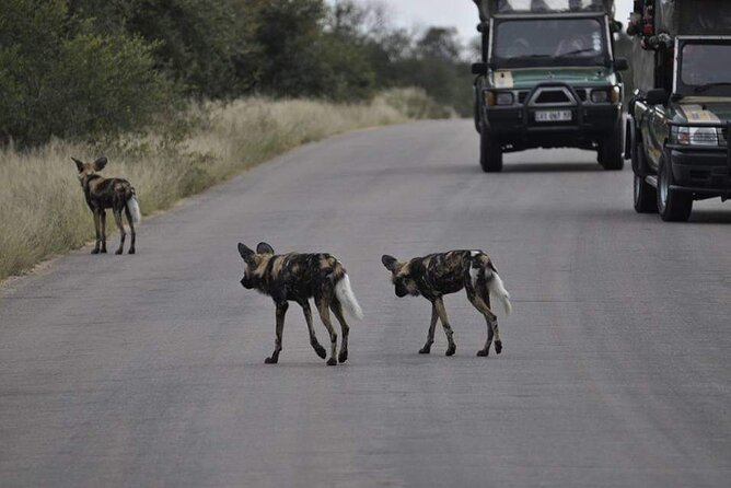 Full Day Kruger National Park Tour - Itinerary Overview