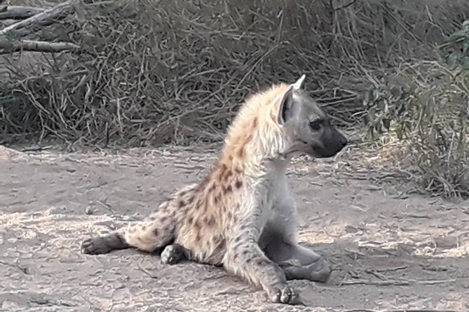 Full-Day Kruger Park Safari From Nelspruit, Whiteriver or Hazyview - Meeting and Pickup