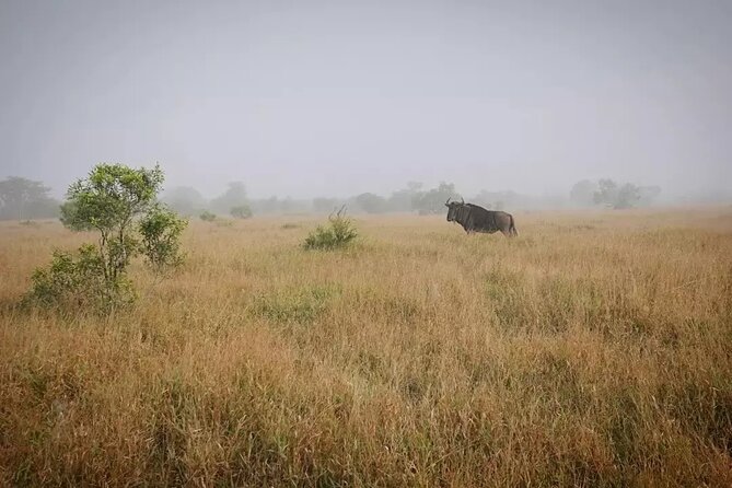 Full Day Kruger Park Wildlife Safari From Hoedspruit - Inclusions