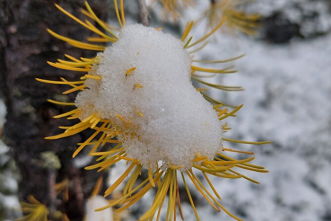 Full Day Larch Hike, Departure From Lake Louise - Departure Details