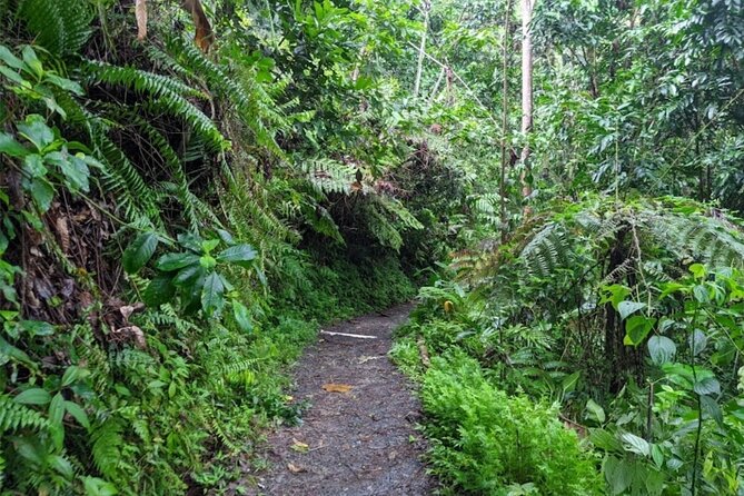 Full Day Mega Tour:El Yunque Hike/Water Slide/Beach/Piñones/Loiza - Cancellation and Weather Policies