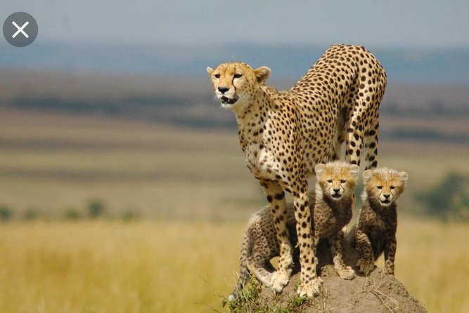 Full-Day Pilanesberg National Park Safari From Johannesburg and Pretoria - Itinerary Overview