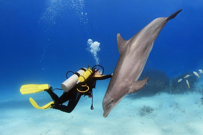 Full Day Private Boat Trip Dolphin House, Snorkeling - Hurghada - Snorkeling Experience