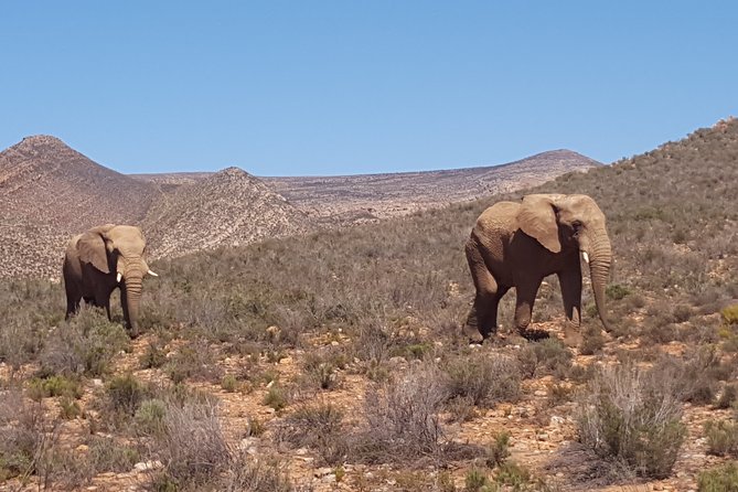 Full-Day Safari Aquila Game Reserve From Cape Town - Game Drive at Aquila Game Reserve