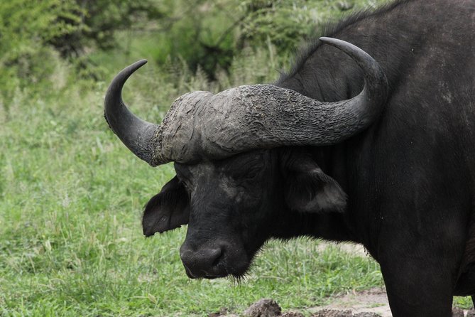 Full Day Safari in the Kruger National Park From Hazyview - Pickup and Transportation Details