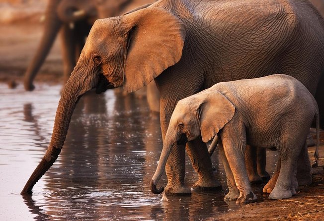Full Day Safari Tour In Addo Elephant National Park - Important Information for Participants