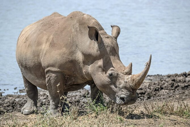 Full Day Safari Tour of Pilanesberg National Park, Open Jeep Experience - Testimonials