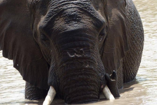 Full Day Safaris, Tours and Destination Management By Robbie Williams Safaris - Wildlife Encounters