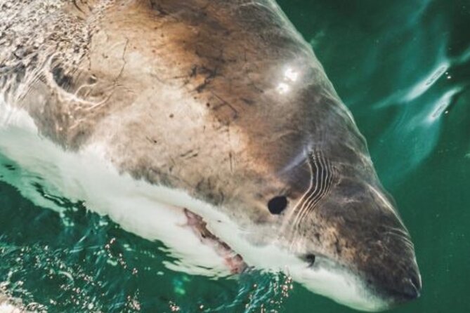 Full Day Shark Cage Diving Tour - Important Information for Travelers