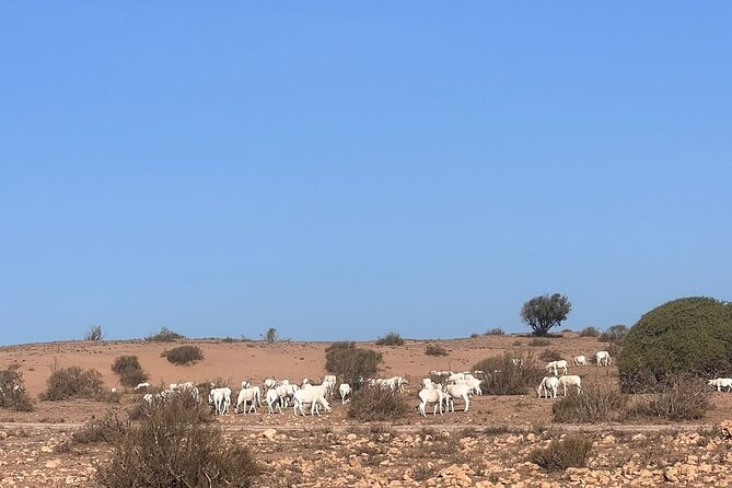 Full Day to Small Desert From Agadir - Itinerary