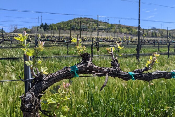Full-Day Tour of Rogue Valley Wineries - Pickup and Drop-off Information