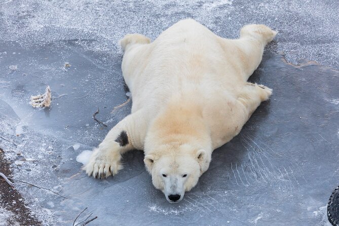 Full-Day Tour to Ranua Zoo With Pick up From Rovaniemi - Booking and Reservation
