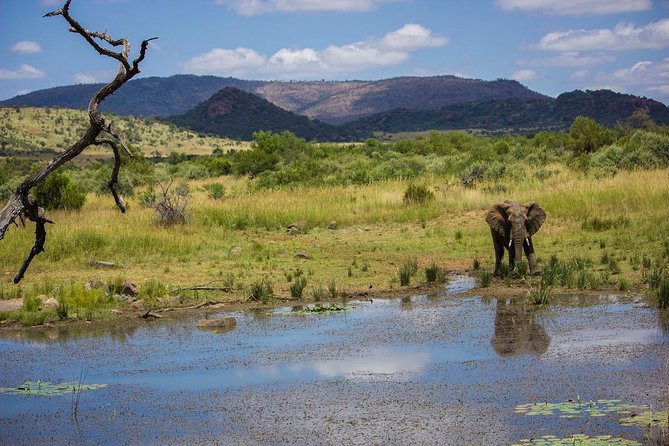 Full Day Ultimate Pilanesberg National Park Safari From Johannesburg or Pretoria - Negative Review and Host Response