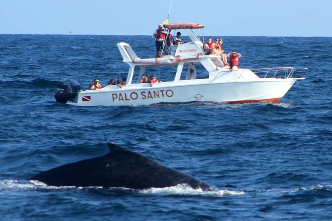 Full-Day Whale Watching Tour in Samana Bay From Cap Cana - Whale Watching Experience