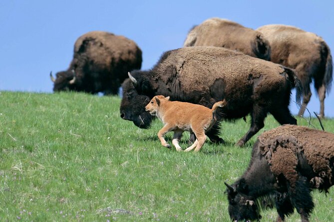 Full Day Wildlife Tour in Yellowstone Lamar Valley to Canyon - Itinerary Highlights