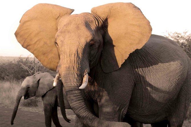 Fully Inclusive Pilanesbserg Safari From Johannesburg - Game Drives and Wildlife