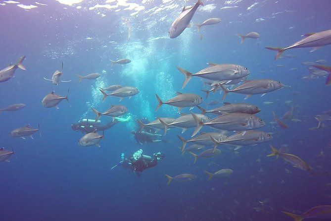 Fundive Catalina Islands (2 Dives Only for Certified Divers) - What to Expect on the Dive