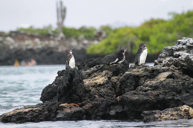 Galapagos Intensive 5 Days, Land Base (3islands) Excludes Galapagos Flight - Customer Reviews