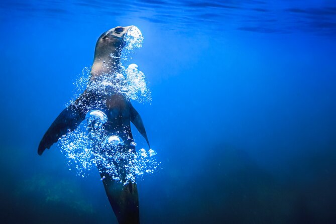 Galapagos Main Islands Adventure - A Must-See - Exciting Wildlife Encounters
