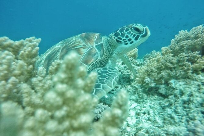 Gili Island Snorkeling Half Day Trip Departure From Gili Trawangan - Overview of Snorkeling Experience