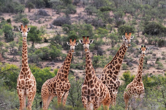 Giraffe Walk - Inclusions and What to Expect