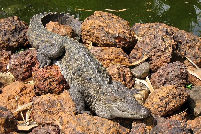 Goa Crocodiles & Spice Plantation Tour - Pricing Details