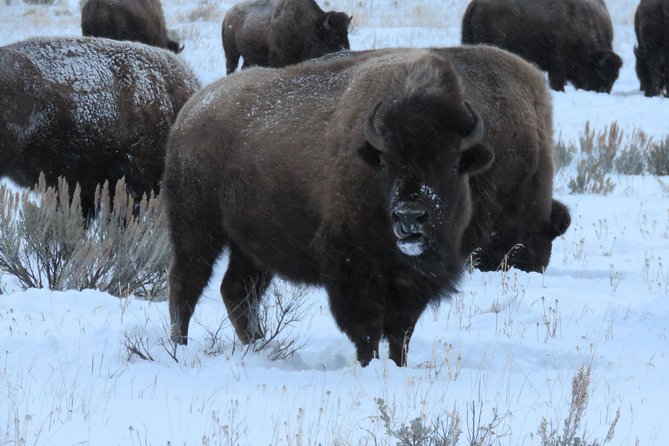 Grand Teton Park & Jackson Hole - PRIVATE Morning Wildlife Tour - Tour Itinerary