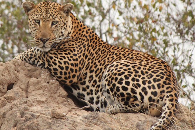 Greater Kruger National Park 4 Day Safari at a Private Game Lodge - Accommodation and Meals