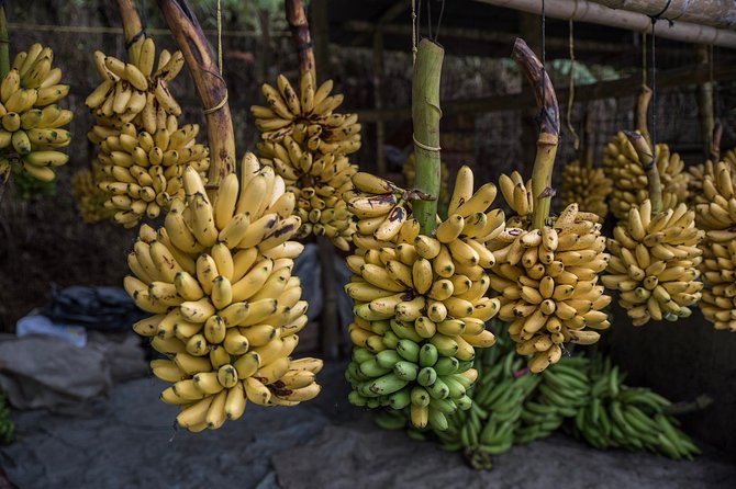 Guayaquil to Cuenca One-Way Tour With Cajas Park and a Cacao Farm Visit - Good To Know