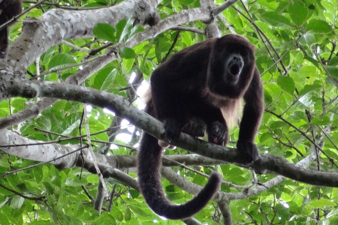 Guayaquil to Manglares Churute and Cacao Route Tour (Feb ) - Tour Schedule