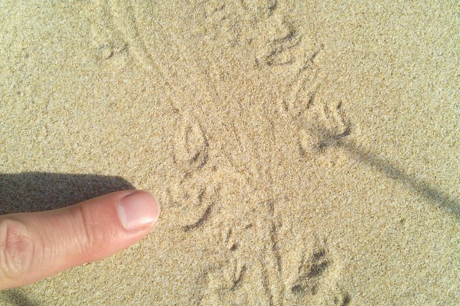 Guided Marine Walk: - Sardinia Bay (Marine Protected Area) - 2 Hours - Exploring Dune Rock and Surrounding Plant Life
