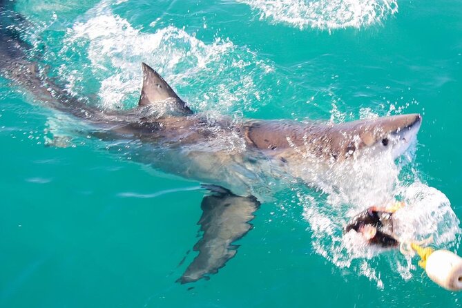 Guided Shark Cage Diving With Hookah Air Supply in Gansbaai - Pickup Details and Availability