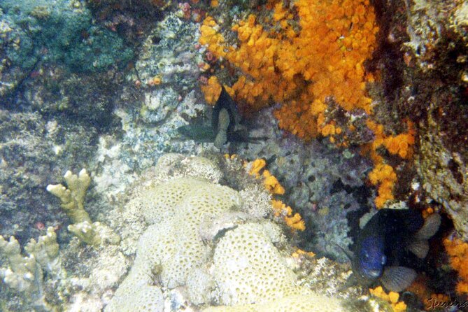 Guided Snorkeling & Shipwreck Experience in Santa Maria - Booking and Availability Information
