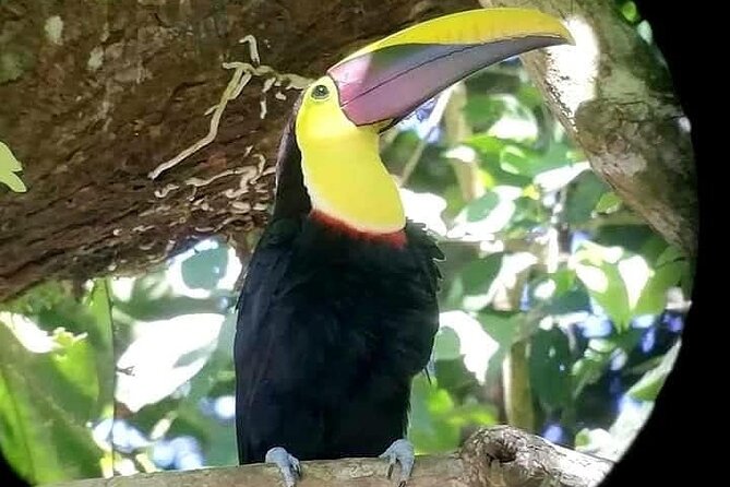 Guided Tour in Manuel Antonio National Park - Wildlife Spotting