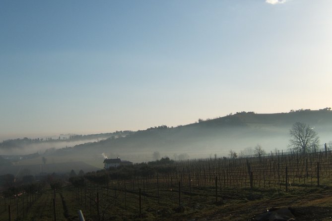 Guided Tour of the Winery in Bertinoro (Forlì-Cesana) With Wine Tasting - Wine Tasting Sessions