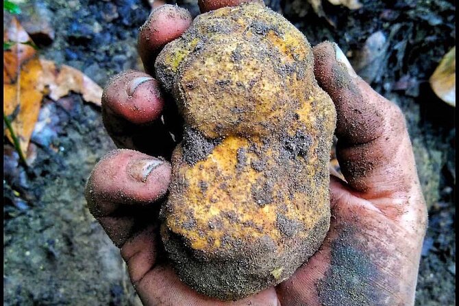 Guided Truffle Hunt in Torri in Sabina With Lunch - Booking Details