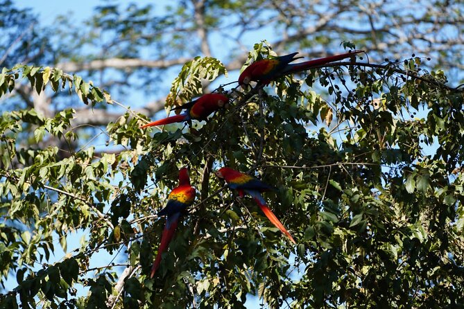 Guided Visit to Carara National Park (Ticket Included) - Tour Inclusions and Features