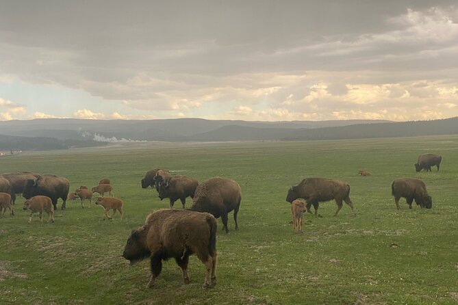 Guided Yellowstone National Park Trip - Trip Inclusions and Gear