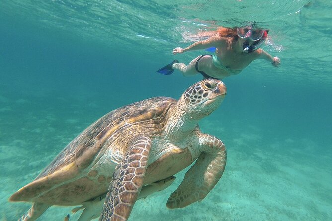 Half-Day at Green Cay Bahamas Snorkeling With Turtles - Swimming With Turtles