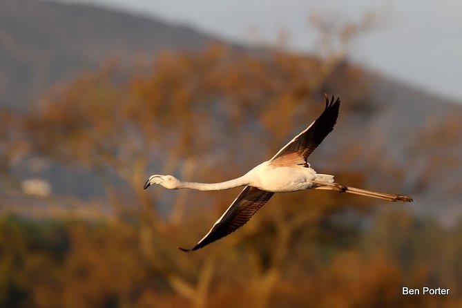 Half-Day Birdwatching Around Faro - Bird Species You Can Spot in Faro