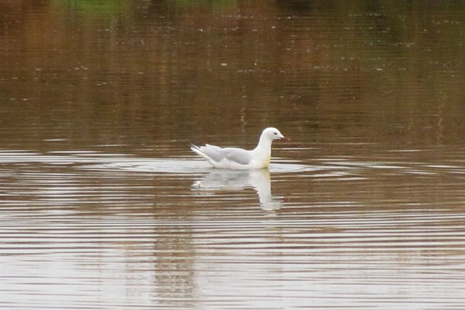 Half-Day Birdwatching Around Tavira - Accessibility and Participation Details