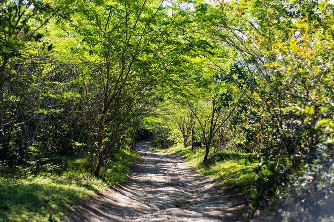 Half-Day Buggy Guided Adventure for Amber Cove and Taino Bay - Cancellation Policy