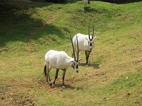 Half-Day Cultural Tour to Lesedi Village With Lunch - Cultural Heritage Experience