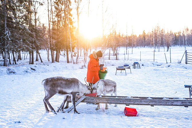 Half-Day Experience in Local Reindeer Farm in Lapland - Highlights of the Experience