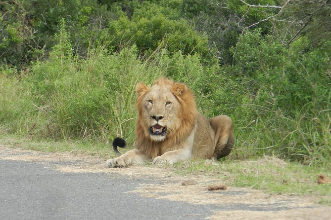 Half-day Hluhluwe-iMfolozi Park Big 5 Safari Experience - Additional Information