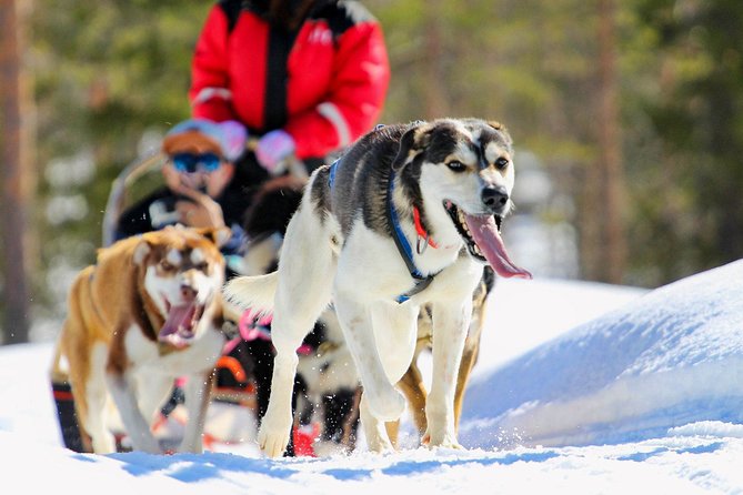 Half-Day Husky Safari and Salmon Ice Fishing Experience - Tour Duration and Pick-up Information