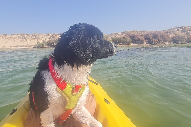Half-Day Private Guided Kayak Island Tour - What To Expect