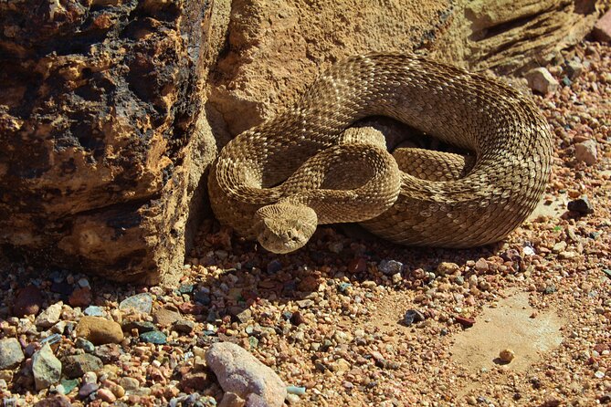 Half-Day Private Reptile Hunting in The Sonoran Desert - What to Expect