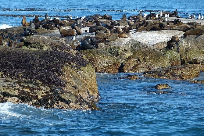 Half-Day Private Tour to Cape Peninsula With Local Guide - Itinerary Overview