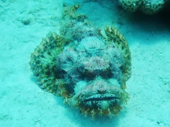 Half-Day: Professionals Diving in Open Water Tour With Lunch - Good To Know